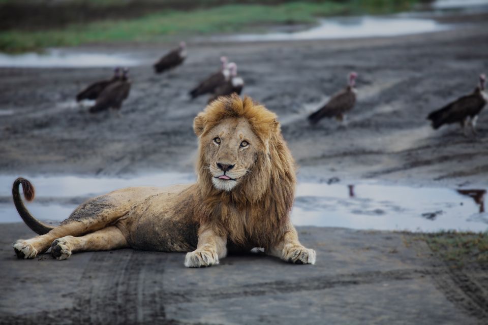 Tanzania Safari Packages