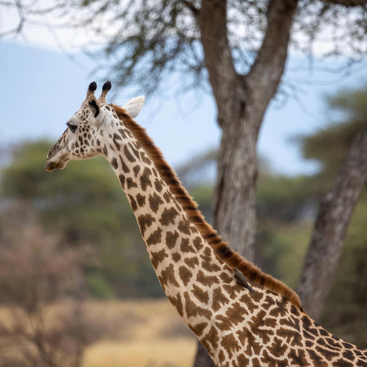 2 Day Tarangire and Ngorongoro Safari