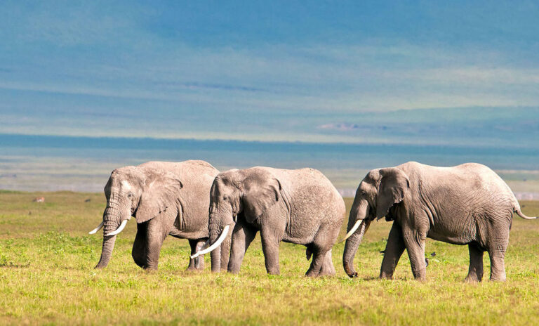 How to Choose Destination in Africa?