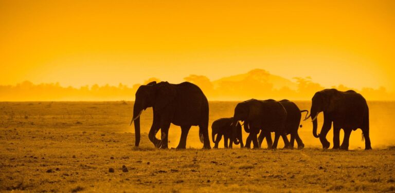 Luxury vs Budget Safari in Tanzania: What’s Right for You?