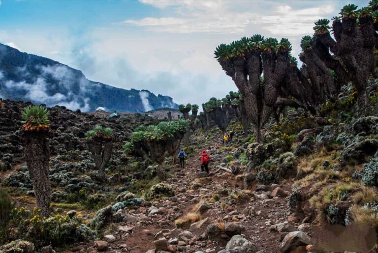 Climb Kilimanjaro and Safari: The Perfect Tanzania Adventure