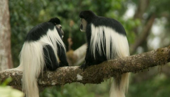 Arusha National Park