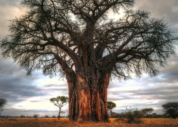 Baobab Tarangire