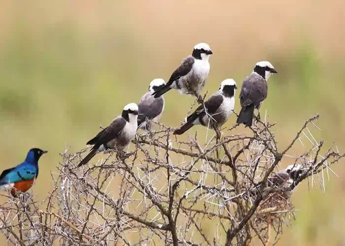 Birding Watching in Tanzania