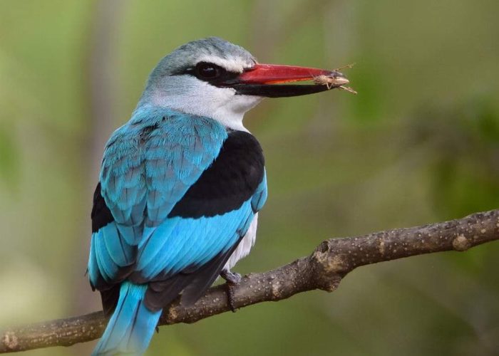 Birding Watching in Tanzania1