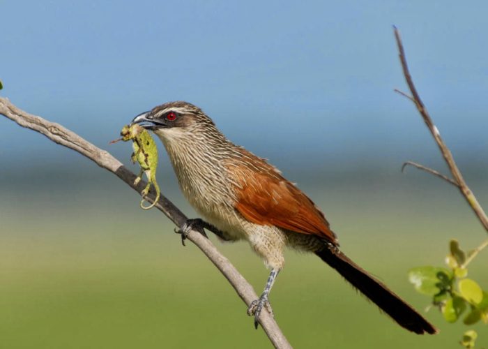 Birding Watching in Tanzania4