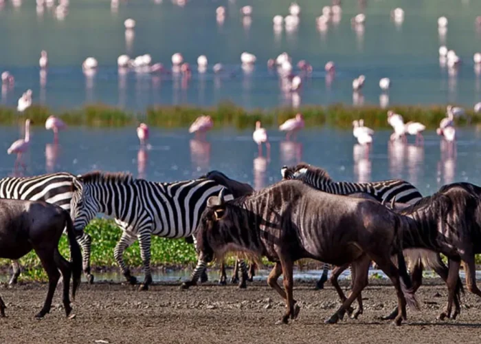 Lake manyara