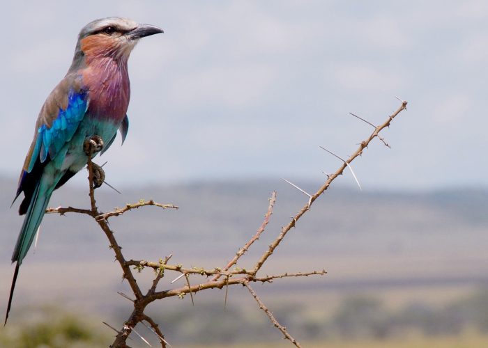 Lilac-Breasted Roller
