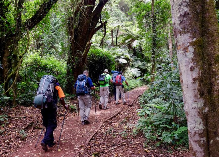 Forest walk, on mount Kilimanjaro