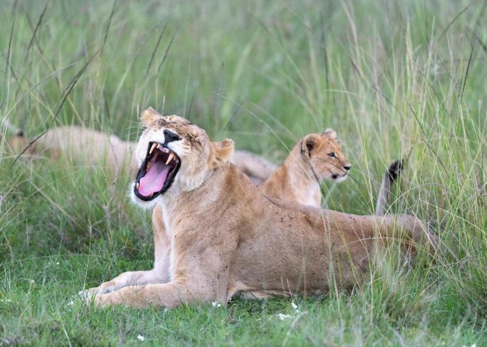 safari tarangire and ngorongoro2