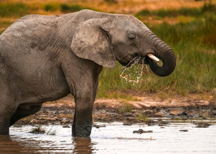 safari tarangire and ngorongoro3