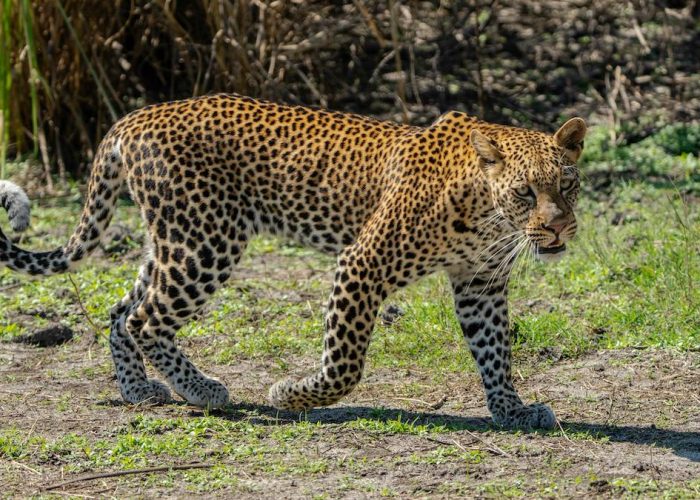 safari tarangire and ngorongoro4