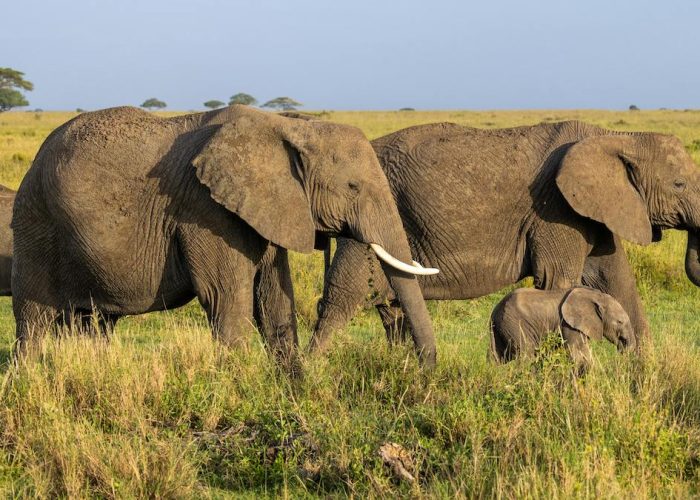 serengeti and ngorongoro crater safari2