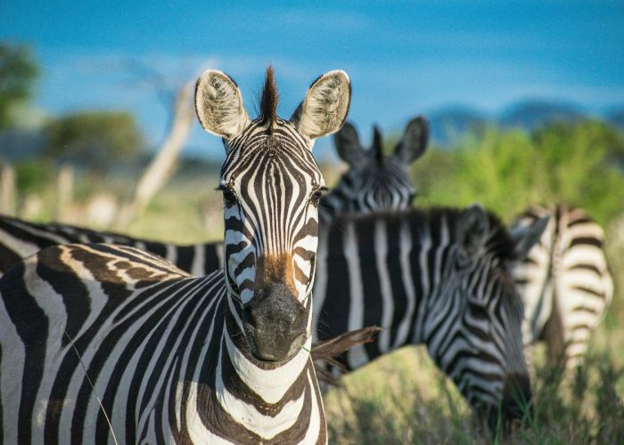 serengeti and ngorongoro crater safari3