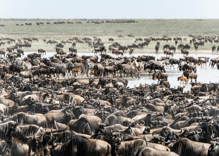 serengeti and ngorongoro crater safari4