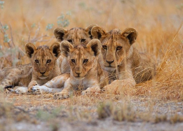 serengeti national park-5