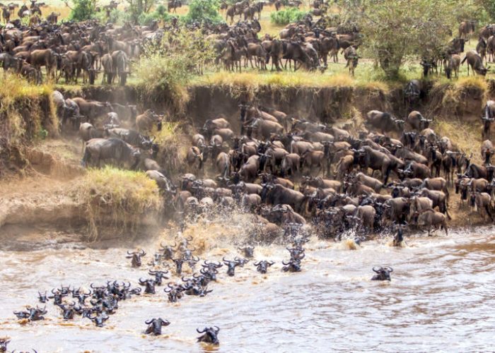 serengeti pn