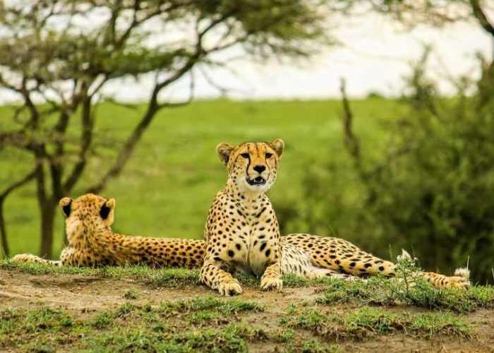 serengeti tanzania north