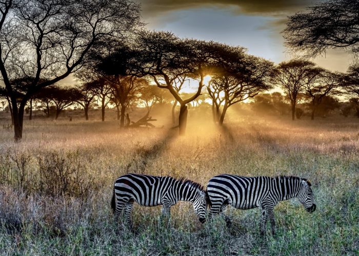 tanzanias safari