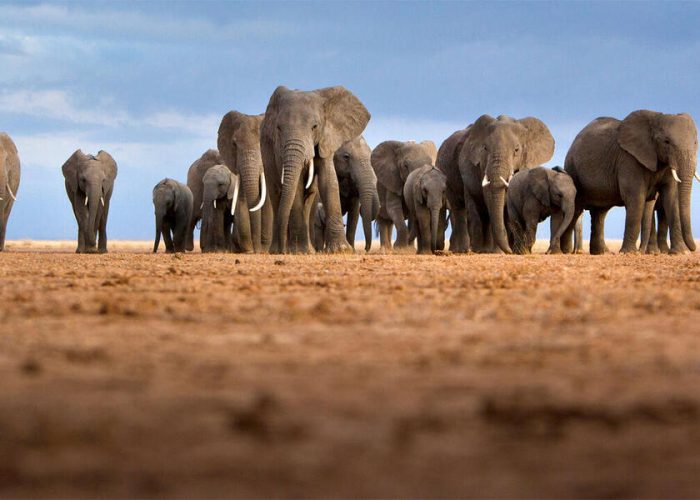 tarangire narional park