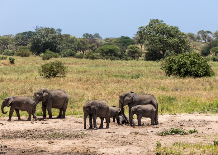 tarangire
