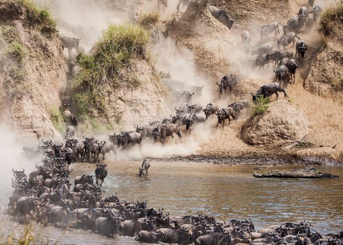 wildebeest-migration